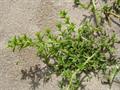 rickly saltwort